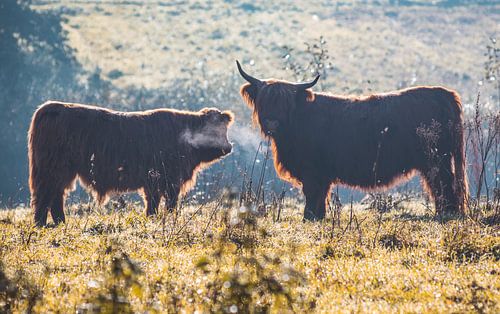 Schotse Hooglanders