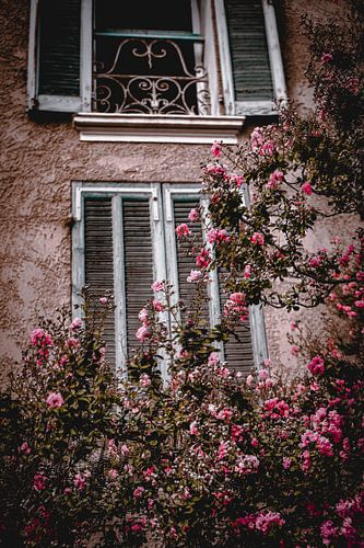 Roze bloemen (Provence)