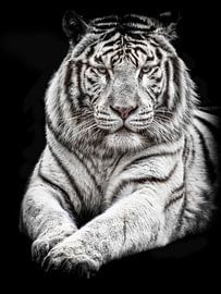 White tiger with blue eyes by Elles Rijsdijk