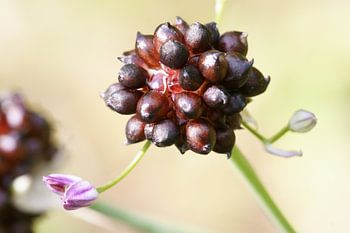 Wine-Dark Cluster and a Tiny Purple Bud