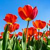 Field red tulips by Patty Elferink