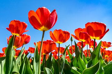 Veld rode tulpen van Patty Elferink