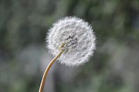 Close up van een paardenbloem