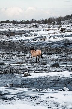 Horse in Winter Landscape Freedom in the Cold by Femke Ketelaar