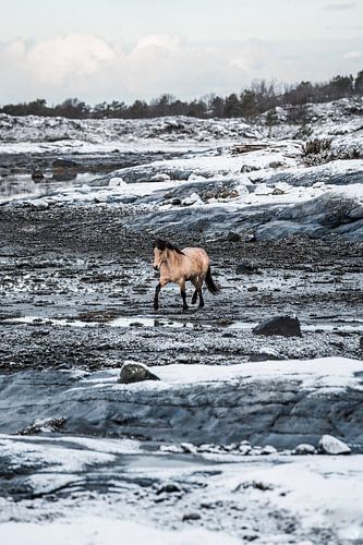 Paard in Winterlandschap Vrijheid in de Kou