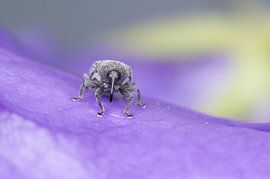 Frontal snout by Margriet Louwen
