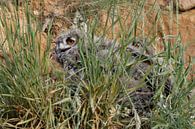 Uhus ( Bubo bubo ), zwei Jungvögel, junge Eulen, Tierkinder verstecken sich hinter Grasbüscheln, Wil van wunderbare Erde thumbnail