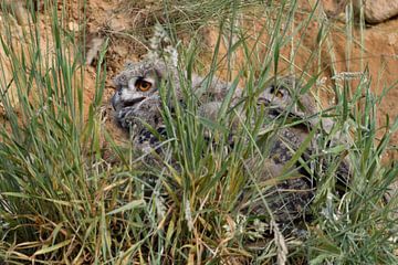 Eagle Owls ( Bubo bubo ), young chicks, birds of prey, hiding over day behind grass in a sand pit, f