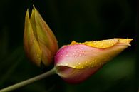 Tulpen mit Wassertropfen von Tom Smit Miniaturansicht