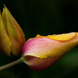 Tulpen met waterdruppels