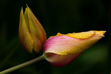 Tulpen met waterdruppels