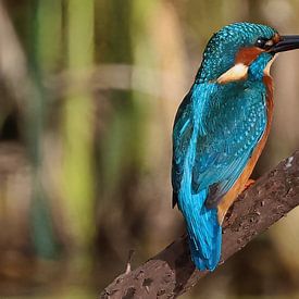 Male Kingfisher by Marco Geel
