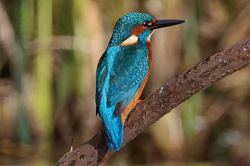 Mâle martin-pêcheur