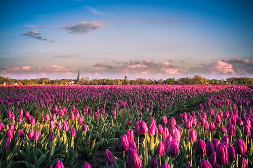 Tulpen uit het Noorden, Kleine Huisjes