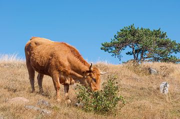 De koe van Yanuschka Fotografie | Noordwijk