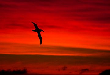 Snowy (Wandering) Albatross, (Diomedea (exulans) exulans) flying in front of a stunning sunset off t