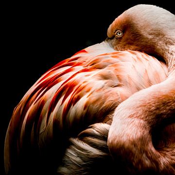 Flamingo diva 1 van Geert Huyskens Photography