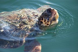 Kefalonische Schildkröte von Mark Veefkind