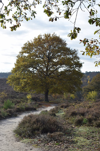 Herbstliche Eichenfarben