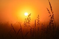 Weiland bij zonsopkomst