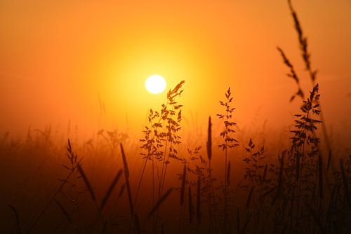 Weiland bij zonsopkomst