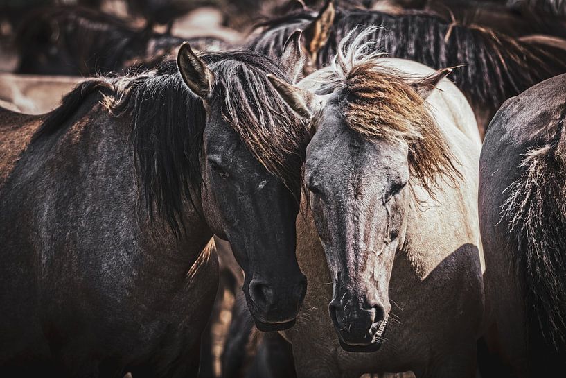 Closeness and trust - Wild horses from Dülmen by Thorsten Güttes / 25pictures