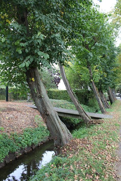 Trees by Rieky Mooren