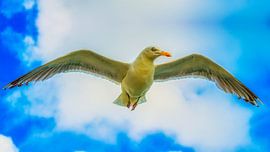 Seagulls on Texel by Liberty Biesma