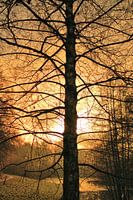 Arbre avec coucher de soleil