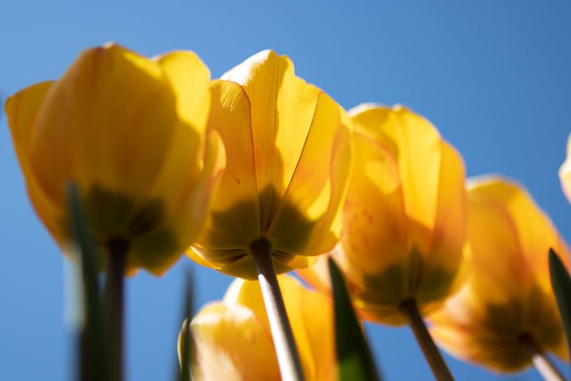 Sonne durch die Tulpen von Marco Leeggangers