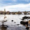 Karelsbrug in Praag met een zwaan van Elly van Veen