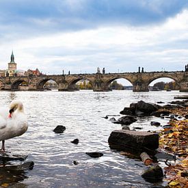Karelsbrug in Praag met een zwaan van Elly van Veen