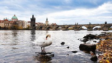 Karelsbrug in Praag met een zwaan van Elly van Veen