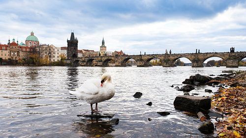Karelsbrug in Praag met een zwaan