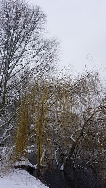 Sneeuwseizoen van fotograaf chaimaa