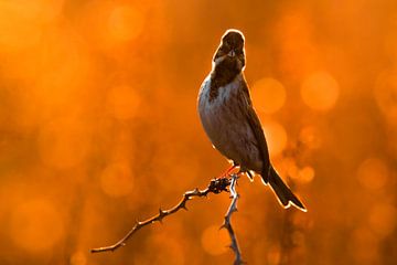 Common Reed Bunting (Emberiza schoeniclus) by Beschermingswerk voor aan uw muur