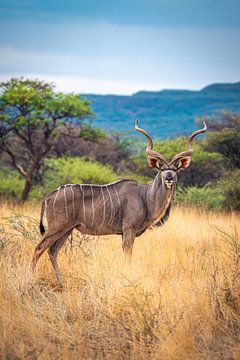 Namibië Majestueuze koedoe in een graslandschap van Jean Claude Castor