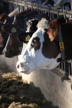 koe, koeien, vee, rund, stal,  von Thamara Janssen
