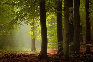 Sous les feux de la rampe sur Jeroen Lagerwerf