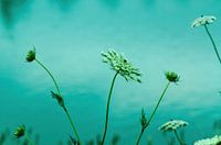 Witte bloemen aan het water