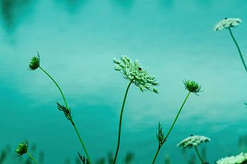 White flowers on the water
