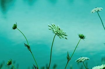 Witte bloemen aan het water van Ellinor Creation