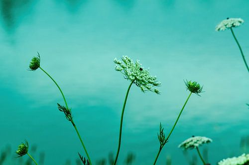 White flowers on the water