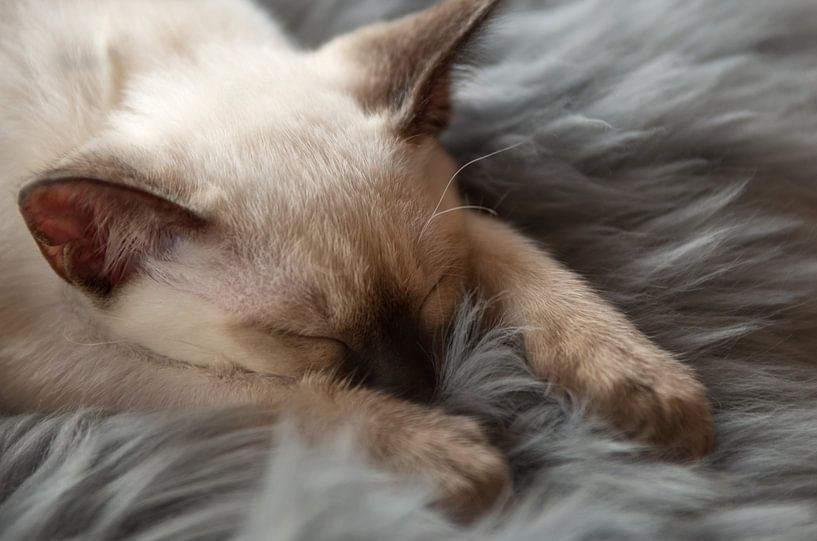 Siamese 7 by Mi Vidas Fotodesing