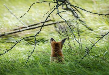 Fox seen from behind