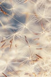 Een groep pluisjes waait weg van Marjolijn van den Berg