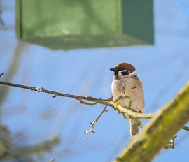 Field sparrow under his nest box by ManfredFotos