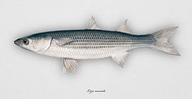 Meeräsche, Liza ramada, Chelon ramada