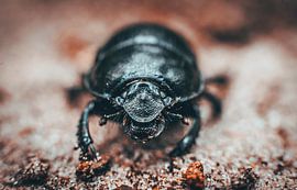 Dendroctone du fumier sur Bjorn Brekelmans