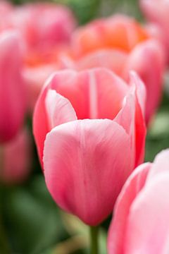Roze tulpen van Petra Brouwer